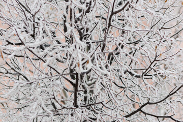 Winter texture of the branches of trees covered with a thick layer of snow