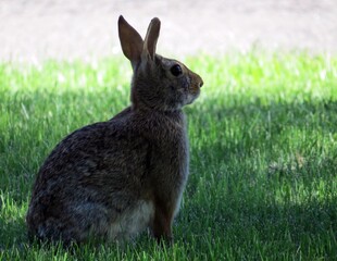 Bunny