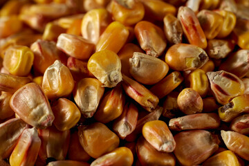 Close-up photo a corn grains