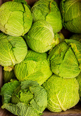 Fototapeta premium ripe cabbage, natural vegetable background, healthy food, vitamins