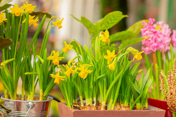 spring flowers, yellow daffodils in pots