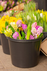 spring flowers, colorful bouquets of blooming hyacinths in black bucket in floral shop