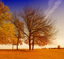 Fototapeta na wymiar Autumn landscape with bright yellow leaves and trees
