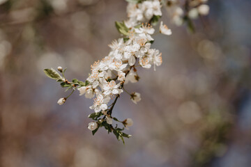 Obraz premium Blossoming branch of cherry on a blurred background.
