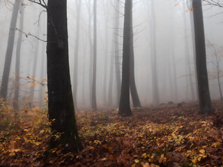Foggy woodland landscape in autumn - 571704522