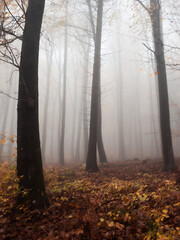 Woodlands in fog in autumn - 571704573