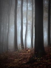 A far away light shining through an autumn forest in heavy fog - 571704737