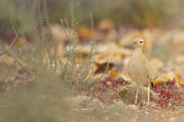 cream-colored courser (Cursorius cursor) foraging in the arid landscape of Fuerteventura Spain.