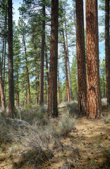 Ponderosa pine forest along the Metolius River