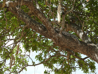 Leopard Panthera pardus  resting in acacia tree