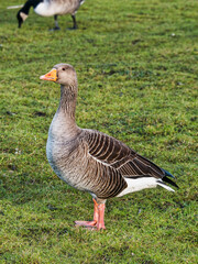 Greylag goose portrait, Anser anser wild in the UK