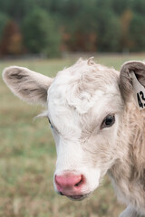 close up of white calf with pink nose in a field on a farm in Virginia