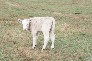 white calf with pink nose in a field on a farm in Virginia