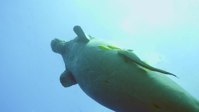 Slow motion, Sea Cow or Dugong (Dugong dugon) with Remorafish on its belly swims slowly up to surface in blue water, school of Golden Trevally fish (Gnathanodon speciosus) accompany it. Bottom view