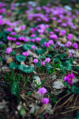 Cyclamen with autumn leaves in spring, Germany