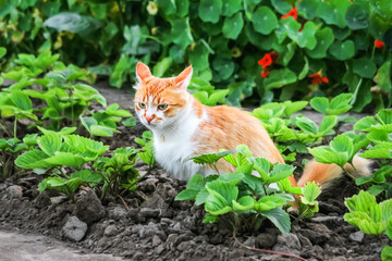 funny red cat poops on a garden bed, domestic cats in nature concept