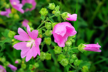 wild pink mallow flowers grows in the field
