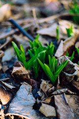 First flowers of spring starting to grow with some leaves