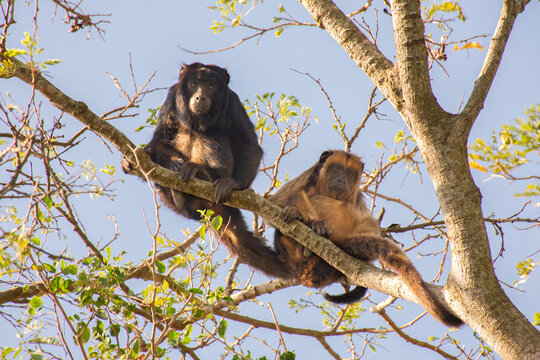 Pareja de monos aulladores enamorados
