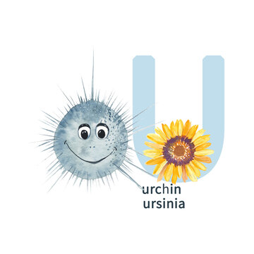 Letter U, urchin, ursinia. Cute kids animal and flower ABC alphabet. Watercolor illustration isolated on white background. Can be used for alphabet or cards for kids learning English vocabulary and