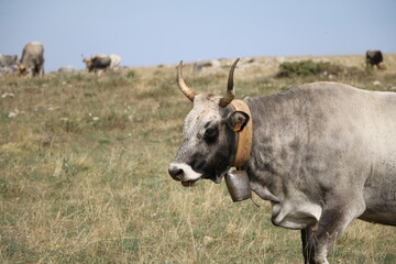 Gray alpine cattle