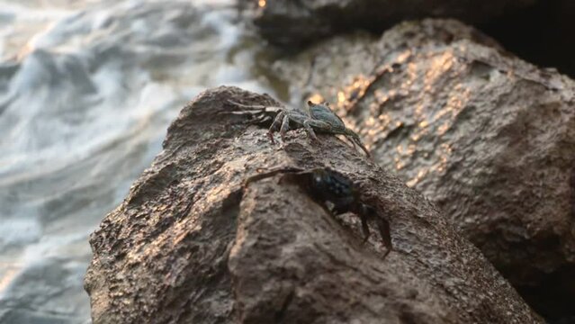 crab on a rock