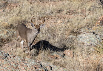 Coues Whitetail Deer Buck in the Chiricahua National Monument Arizona in Winter