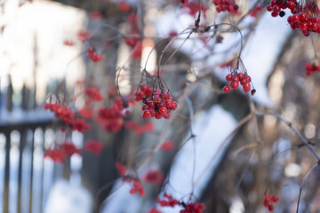 Background of beautiful red fruits of viburnum vulgaris. Red viburnum berries on a branch in the garden.