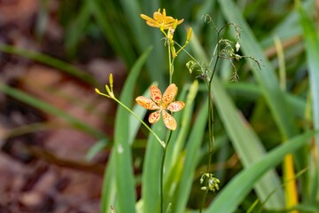 Leopard lily, Iris domestica