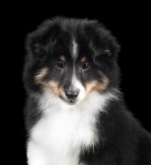 Cute fluffy sheltie puppy, closeup portrait