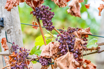 Shriveled bunches of purple colored grapes, too much sun and heat, bad weather, hanging on a vine...