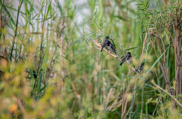 A family of bronze mannikins perched on a branch