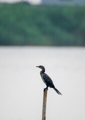 A reed cormorant on the banks of the coast of the Lagos lagoon