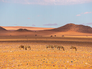 Fototapeta na wymiar Namibie, le désert du Kalahari