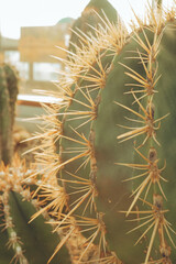 Beautiful cactuses and succulents in botanical garden