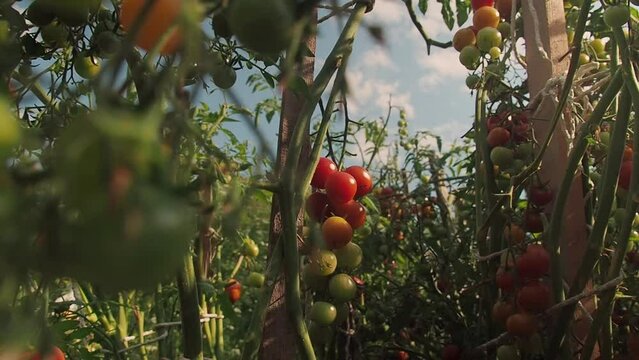 Moving around fresh ripe cherry tomatoes in vegetables garden on the vine with wide angle. Growing eco-tomatoes at different stages of maturity on farming beds. 