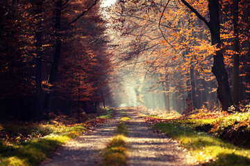 Jesienna aleja w lesie, mglisty poranek