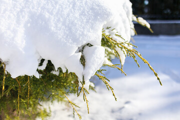 Fototapeta premium Tuja pokryta sporą warstwą śniegu.