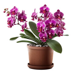 Naklejka na ściany i meble Potted orchid blooming High-Resolution Digital Illustration, Transparent Background, Generative AI