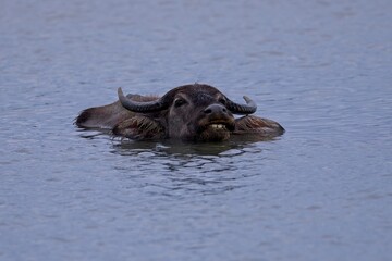 Fototapeta premium Refreshment of Water buffalo. Male water buffalo bathing in the pond in Sri Lanka. The Sri Lanka wild water buffalo (Bubalus arnee migona),