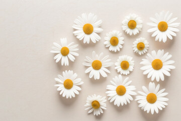 Obraz premium Daisy Flower Background - Fresh white daisy flowers against a soft beige background - Generative AI technology
