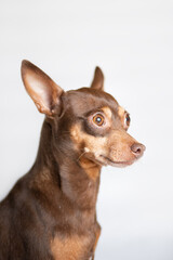 Portrait of a very smart dog in the studio, white background