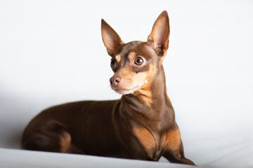 Portrait of a very smart dog lying in the studio, white background