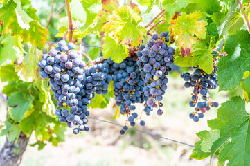 Blue fresh bunch of grapes hang on a vine plant in September before harvest