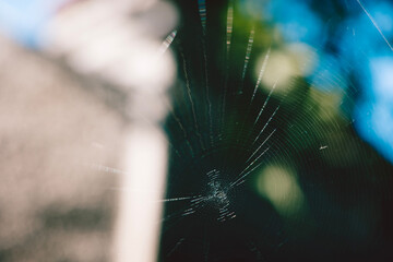spider web with dew drops
