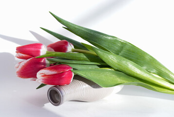 tulips composition in small vase or in pink circle one or more flowers.bouquet isolated with ribbon...