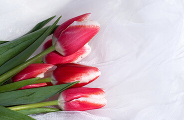 tulips composition in small vase or in pink circle one or more flowers.bouquet isolated with ribbon...
