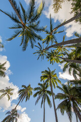 Fototapeta na wymiar Palms and Sky