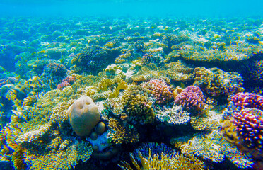 Naklejka na ściany i meble beautiful underwater world of coral reef d in the red sea in egypt.beautiful background with coral reef and fish underwater