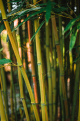 Bamboo in a chinese garden at spring, in Germany